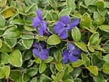 12x Vinca minor « Ralph Shugert » - 10-25 cm - Ø9