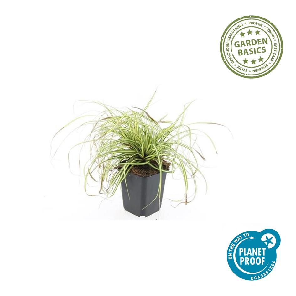 60x Carex oshim. « Evergold »  - 10-25 cm - Ø9