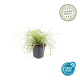 60x Carex oshim. « Evergold »  - 10-25 cm - Ø9