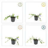 60x Vinca minor « Ralph Shugert » - 10-25 cm - Ø9