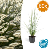 60x Pennisetum alopecuroides « Hameln » - 10-25 cm - Ø9