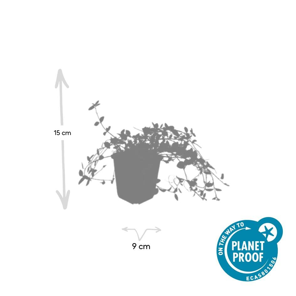 12x Vinca minor « Gertrude Jekyll » - 10-25 cm - Ø9