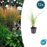 12x Calamagrostis acut. « Karl Foerster »  - 10-25 cm - Ø9