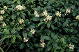 48x Pachysandra term. « Green Sheen » - 10-25 cm - Ø9