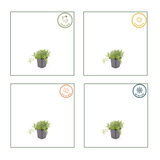 48x thymus serpyllum - 10-25 cm - Ø9