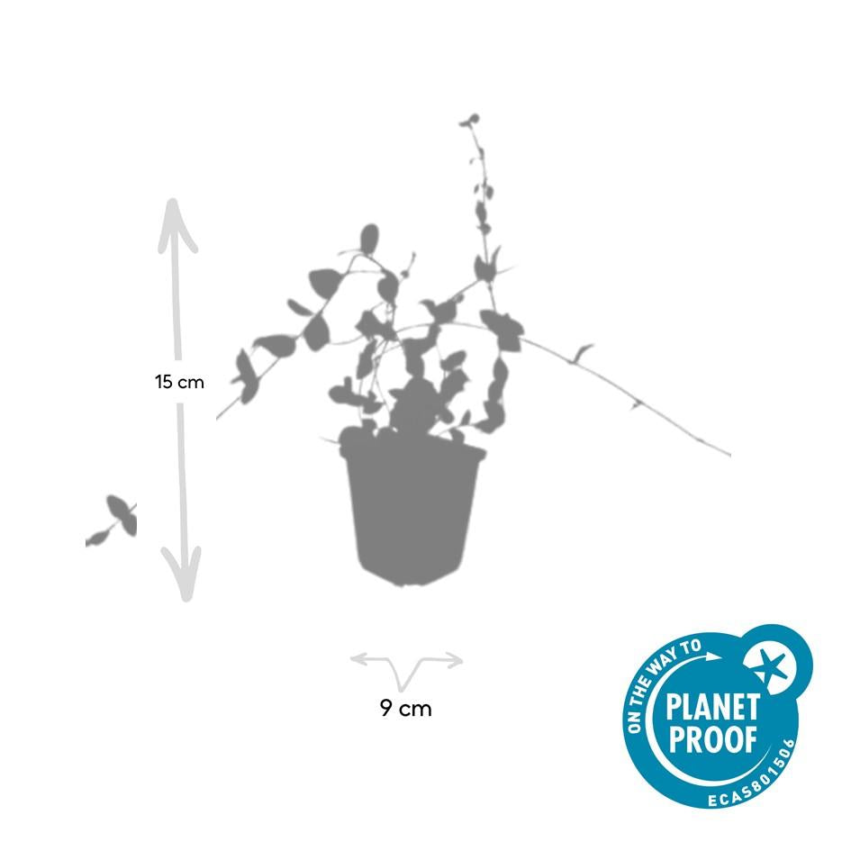 48x Vinca minor « Blue and Gold » - 10-25 cm - Ø9