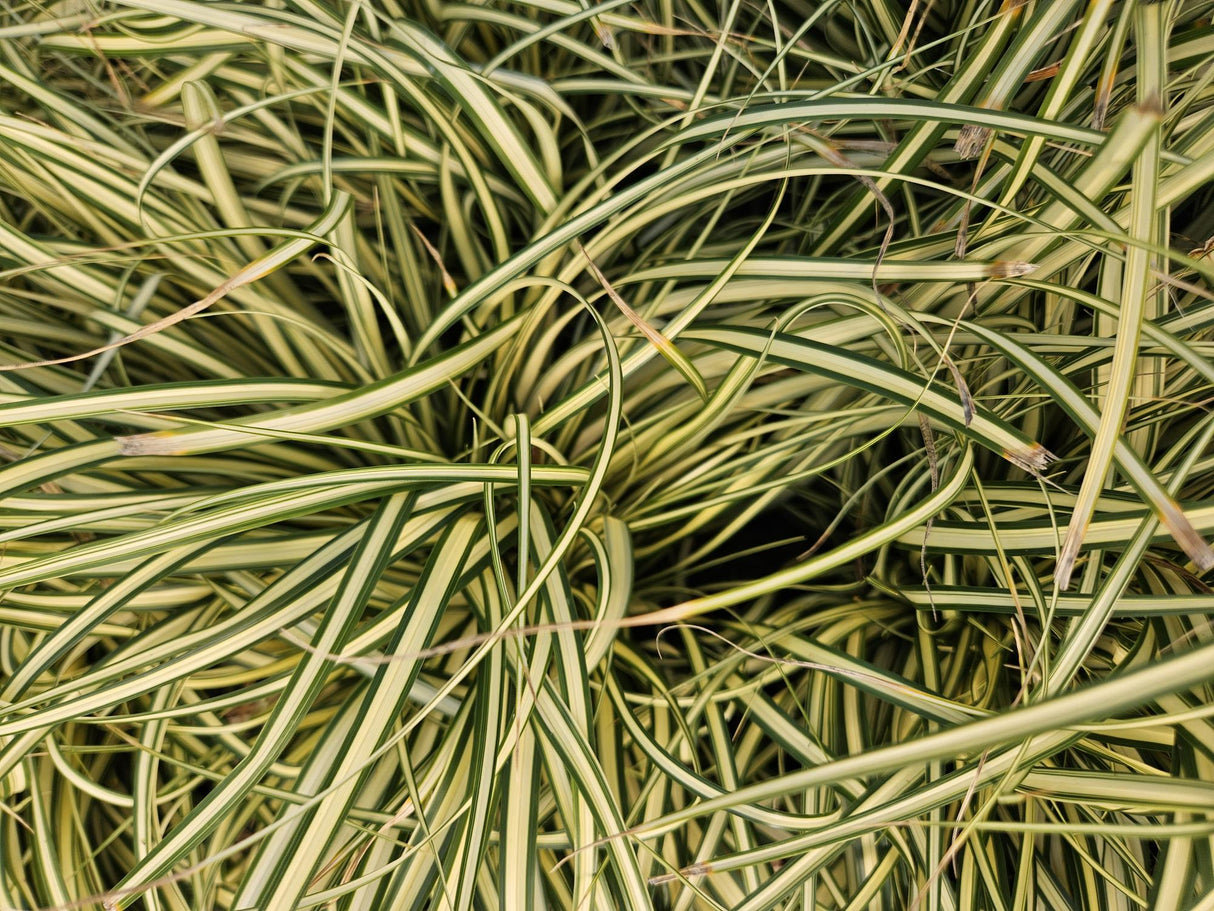 60x Carex oshim. « Evergold »  - 10-25 cm - Ø9