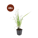 48x Calamagrostis acut. 'Karl Foerster'  - 10-25 cm - Ø9