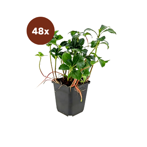 48x Pachysandra term. 'Green Sheen' - 10-25 cm - Ø9