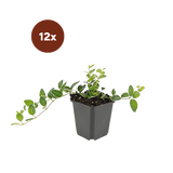 12x Vinca minor 'Ralph Shugert' - 10-25 cm - Ø9