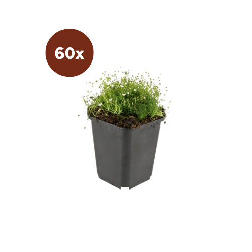 60x Sagina subulata - 10-25 cm - Ø9