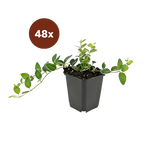 48x Vinca minor 'Ralph Shugert' - 10-25 cm - Ø9