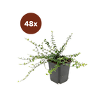 48x Euonymus fort. 'Minimus' - 10-25 cm - Ø9