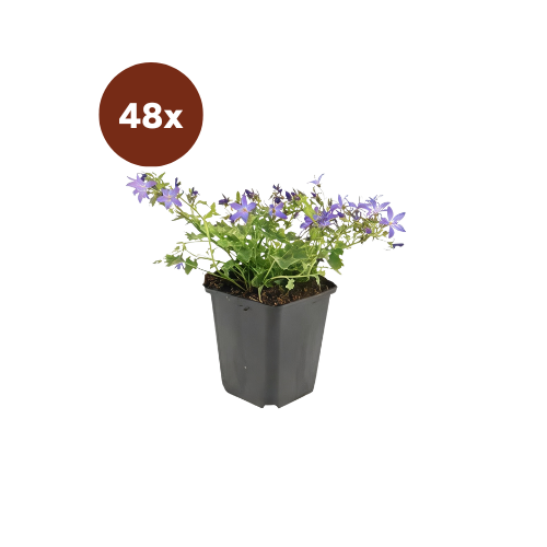 48x Campanula poscharskyana 'Stella' - 10-25 cm - Ø9