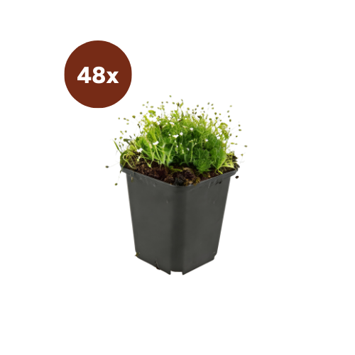 48x Sagina subulata - 10-25 cm - Ø9