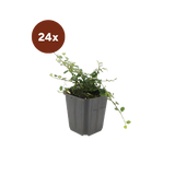 24x Cotoneaster pr. 'Queen of Carpets' - 10-25 cm - Ø9