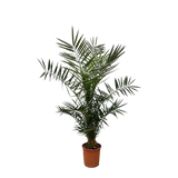 Phoenix Canariensis - 140 cm - Ø21