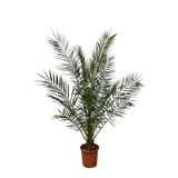 Phoenix Canariensis - 180 cm - Ø27