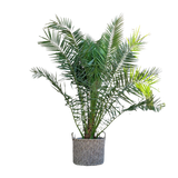Phoenix Canariensis - 300 cm - Ø50