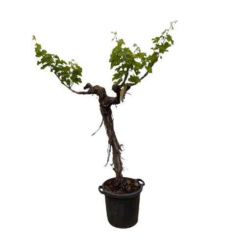 Vite (Vitis Vinifera) tronco ramificato - 220 cm - Ø55