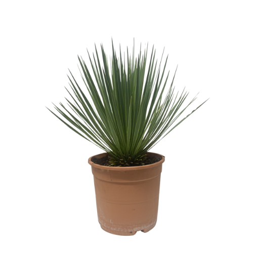 Yucca Rostrata - 60 cm - Ø24