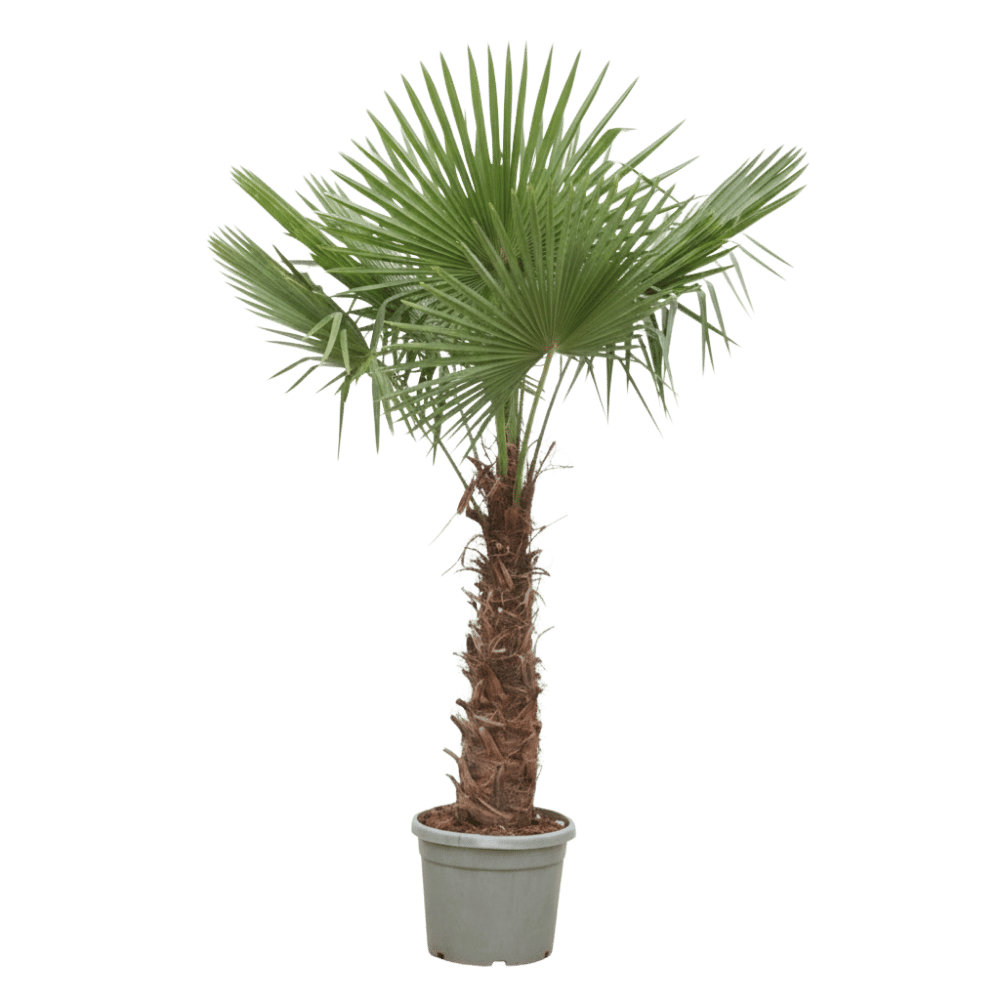 Trachycarpus Fortunei - 240-270 cm - Ø40-Ø55