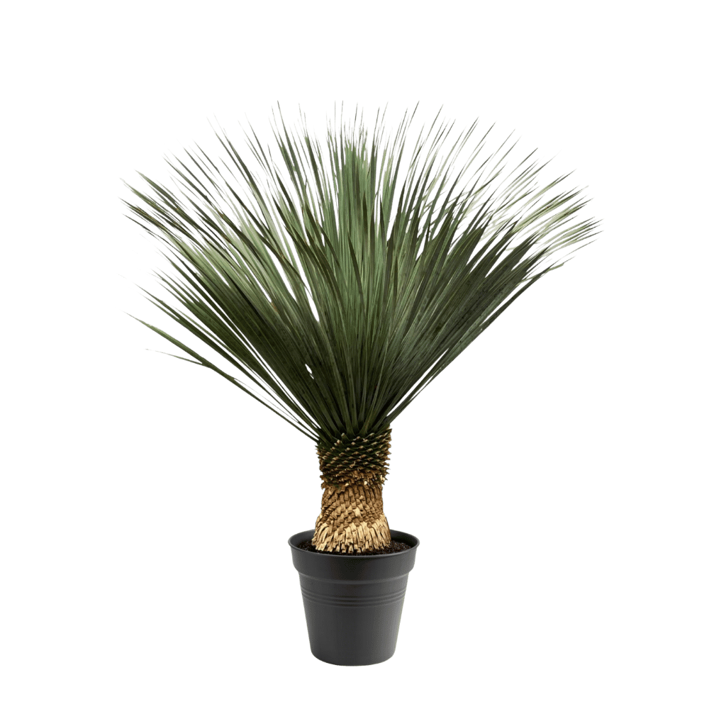 Yucca Rostrata - 140-160 cm - Ø50