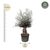 Bonsai Olea Europaea - 270 cm - Ø80