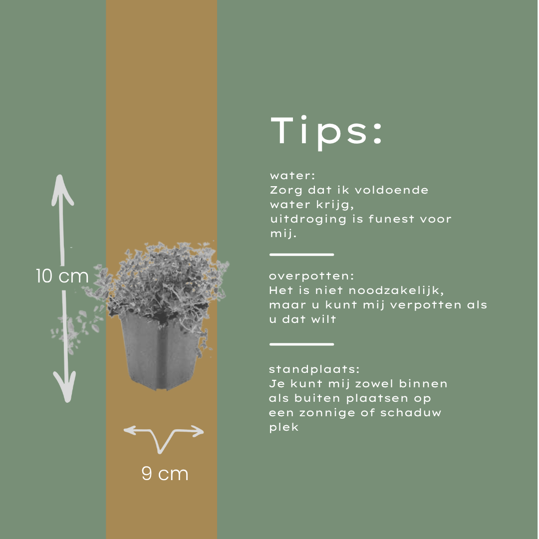60x thymus serpyllum - 10-25 cm - Ø9
