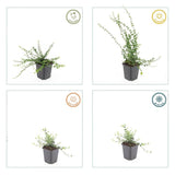 48x Euonymus fort. 'Minimus' - 10-25 cm - Ø9