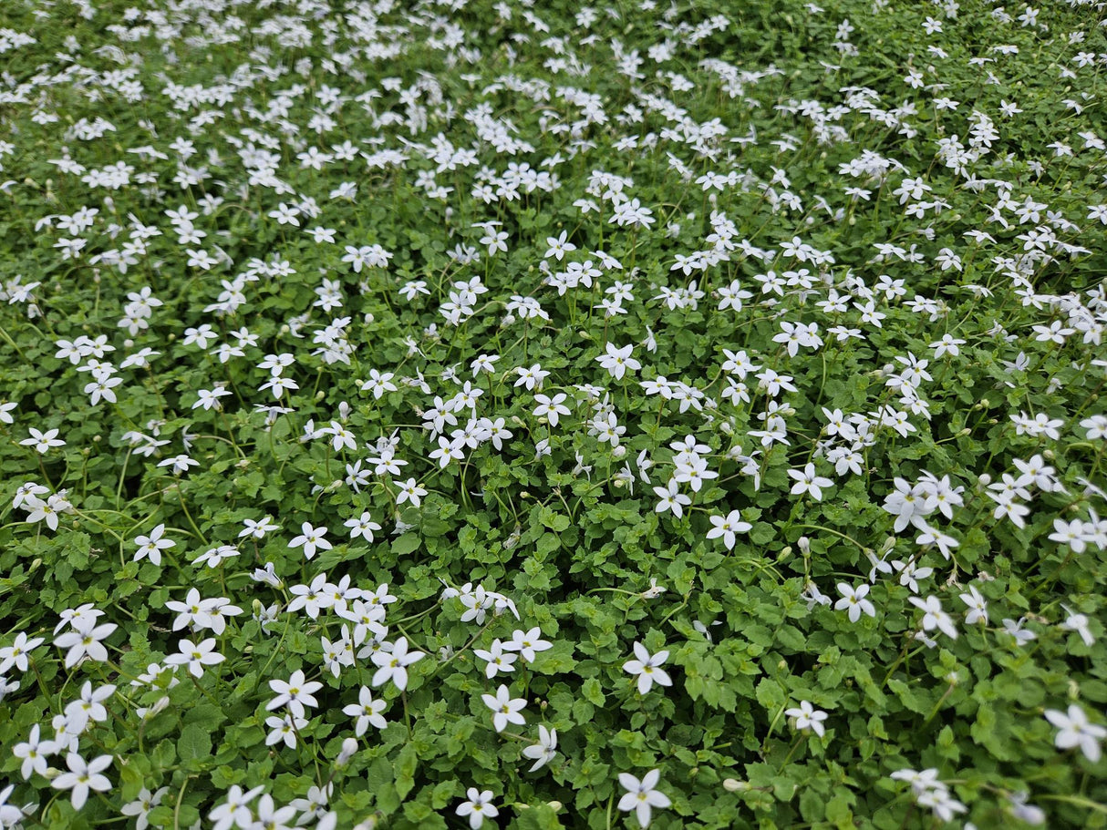 12x Isotoma fluviatilis 'Alba' - 10-25 cm - Ø9
