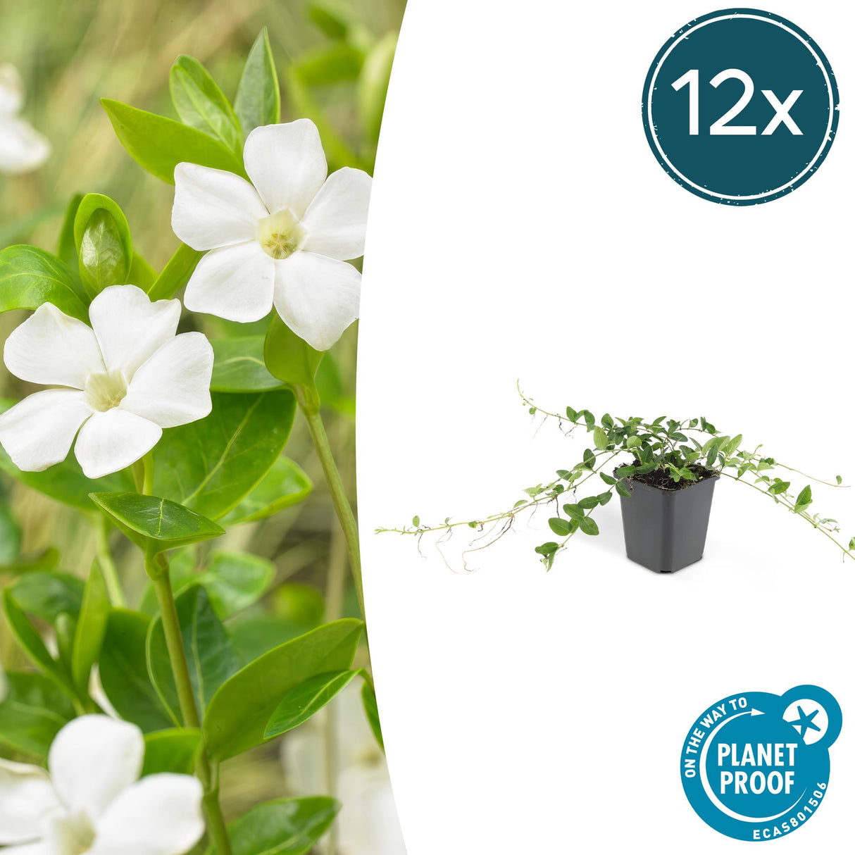 12x Vinca minor 'Alba' - 10-25 cm - Ø9