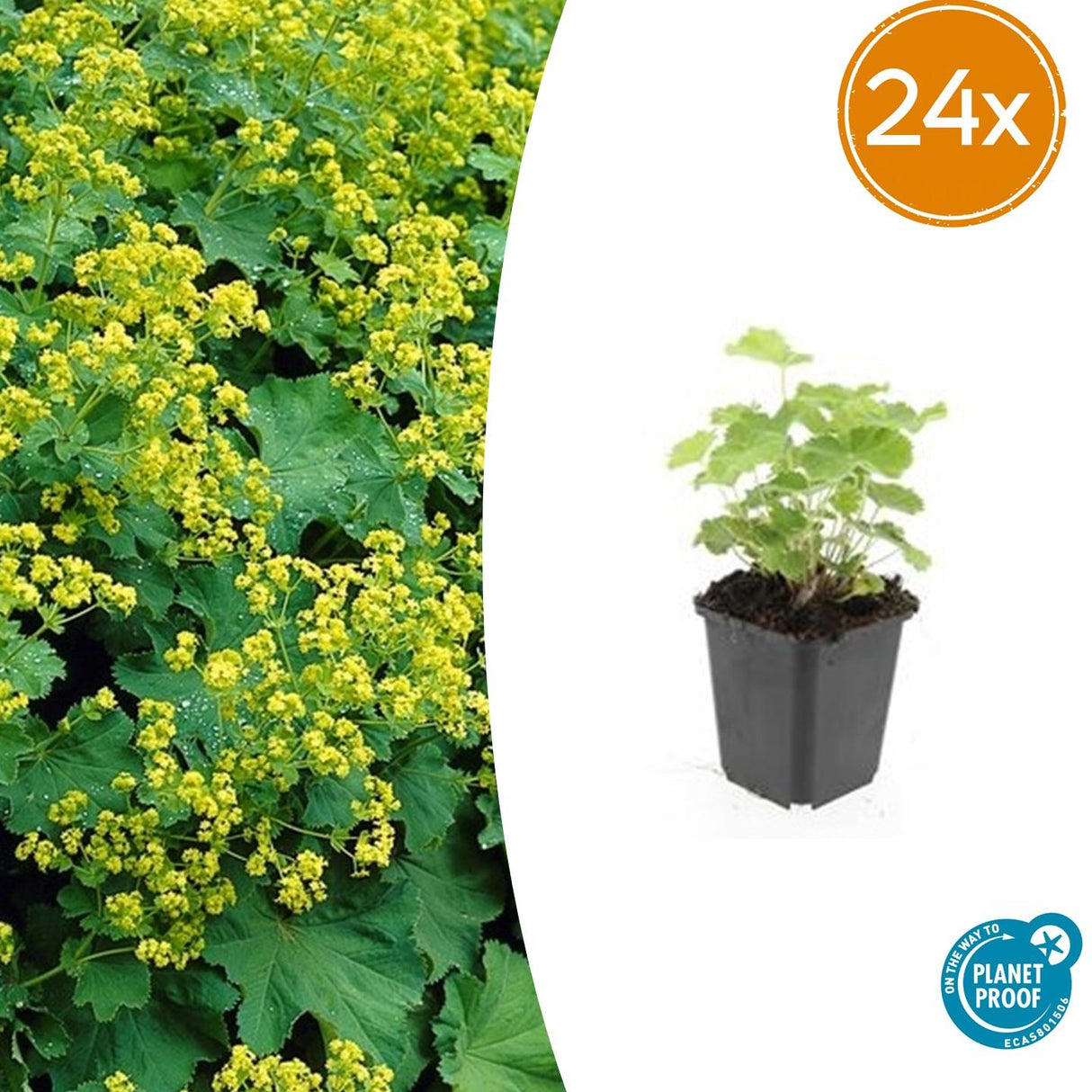 24x Alchemilla mollis - 10-25 cm - Ø9