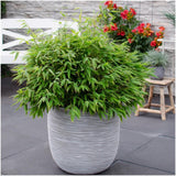 Fargesia Moontears Boobux XL - 70 cm - Ø29