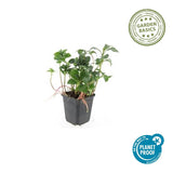 48x Pachysandra term. 'Green Sheen' - 10-25 cm - Ø9