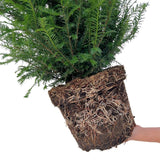 Piante di tasso grandi per 10 metri lineari di siepe | - 12L - 20 x | ↨ 100-125 cm