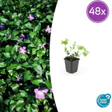 48x Vinca major - 10-25 cm - Ø9