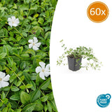60x Vinca minor 'Gertrude Jekyll' - 10-25 cm - Ø9
