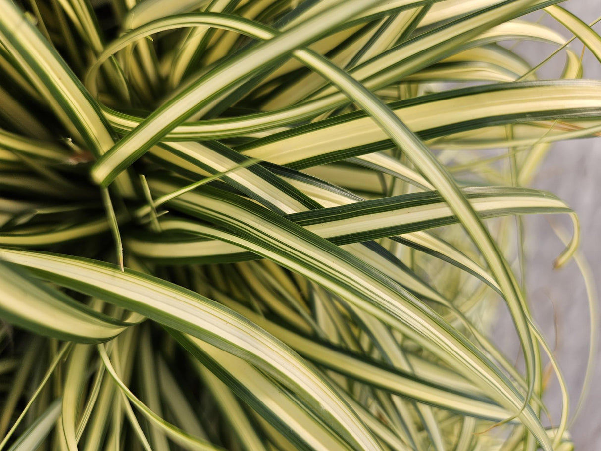 60x Carex oshim. 'Evergold'  - 10-25 cm - Ø9