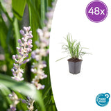48x Liriope muscari 'Monroe White' - 10-25 cm - Ø9