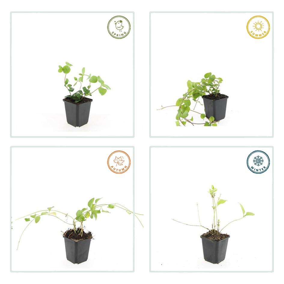 60x Vinca major - 10-25 cm - Ø9