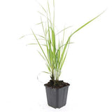 48x Calamagrostis acut. 'Karl Foerster'  - 10-25 cm - Ø9